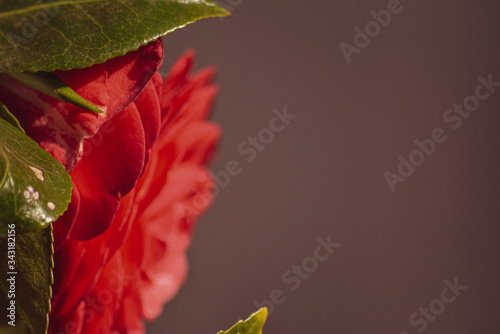 red rose flower