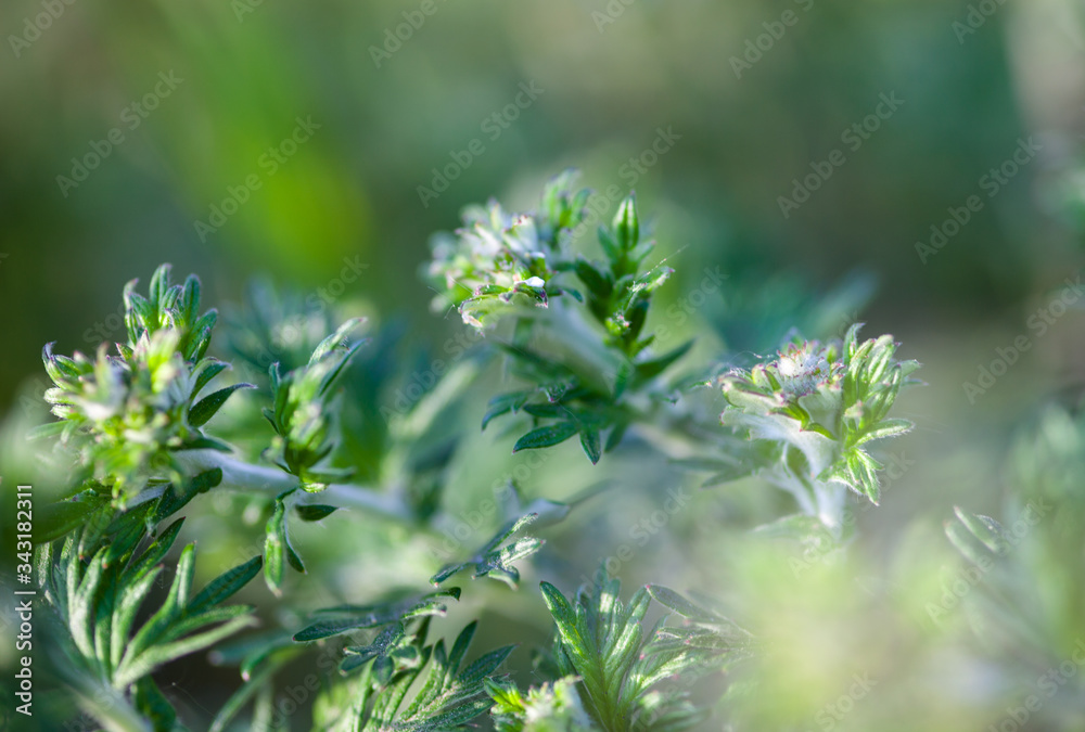 Wildflowers in the sunshine