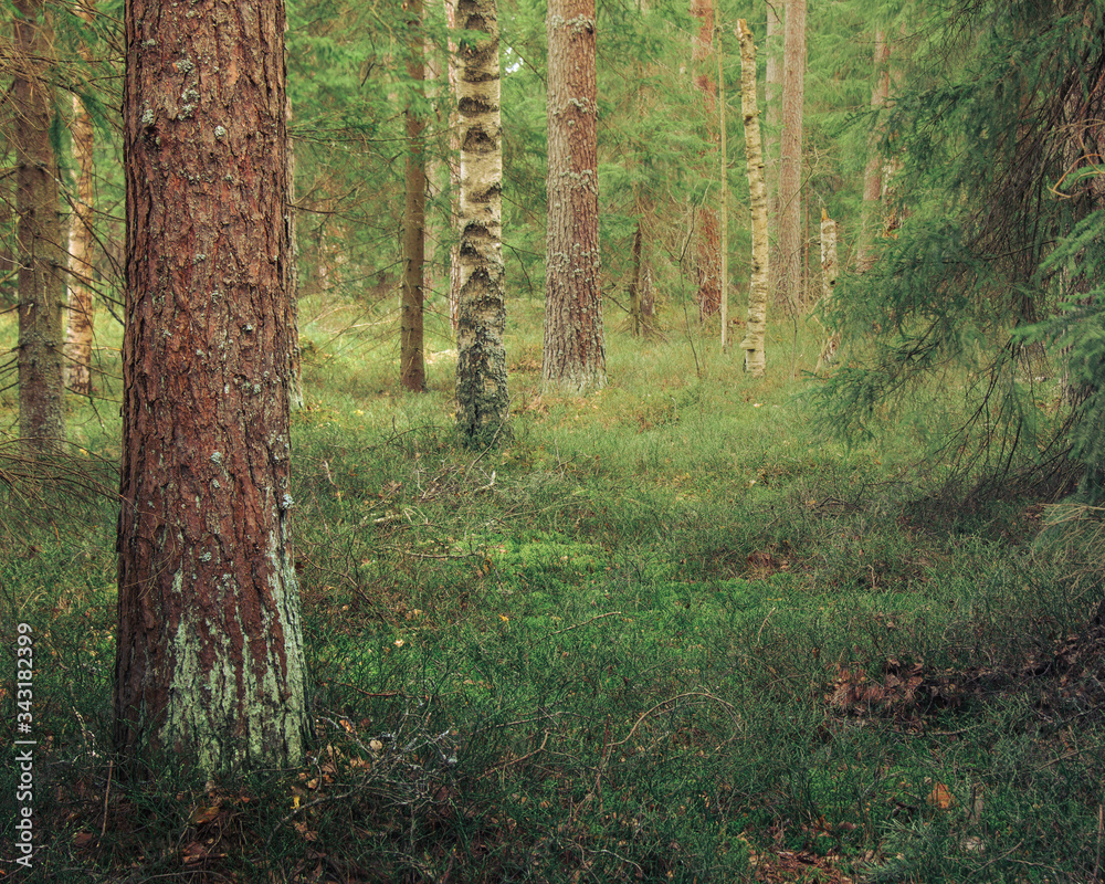 beautiful spring forest at sunset beautiful spring forest at sunset