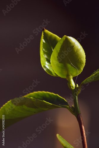 leaves in colour