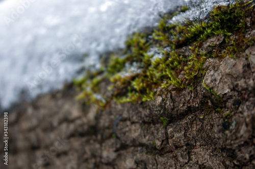 Closeup of a piece of tree bark with snow. Green shoots break through the snow. Snow lies on a tree trunk, close-up