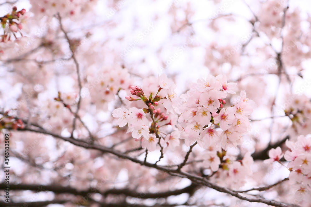 Cherry Blossom. Each one is pretty and small, but when the flowers gather, they are fascinated by their splendor. Cherry Blossom. Each one is pretty and small, but when the flowers gather, they are fascinated by their splendor.