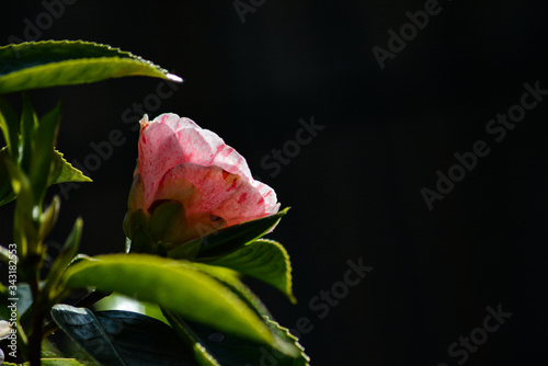 pink rose on black background