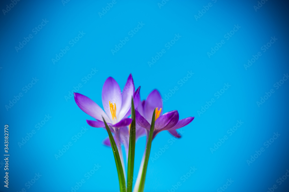 spring purple little crocus flowers isolated on blue spring purple little crocus flowers isolated on blue