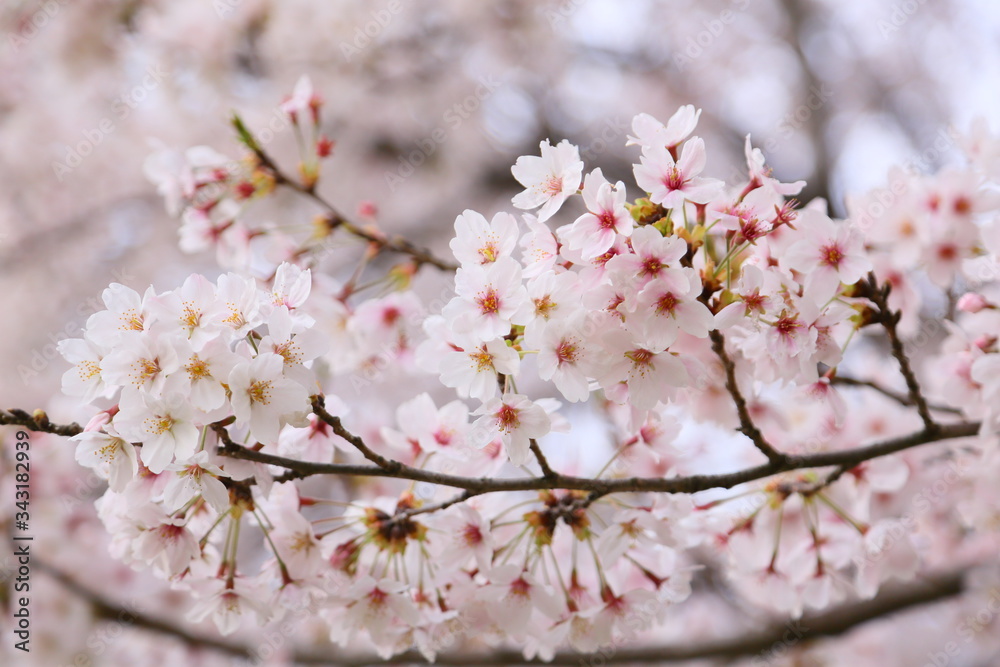 A cherry blossoms composed of aggregates that grow on the thinnest branches of cherry blossom's tree. A cherry blossoms composed of aggregates that grow on the thinnest branches of cherry blossom's tree.