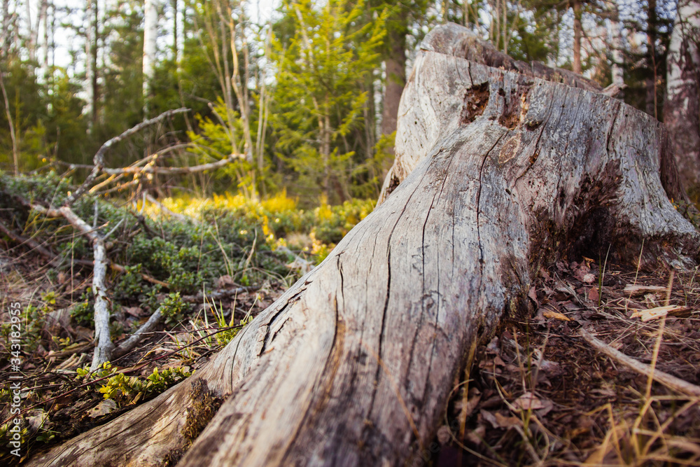 Obraz premium beautiful spring forest at sunset