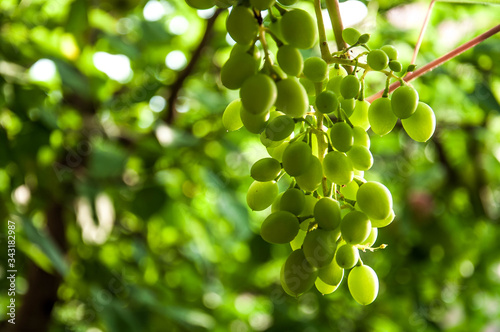 green grapes on vine