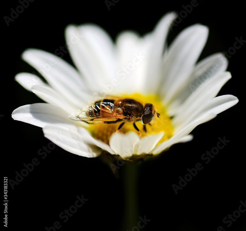 A bee on a camomile flower close-up