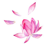 Set of watercolor botanical illustration Lotus flower pink. Symbol of India, yoga and meditation.