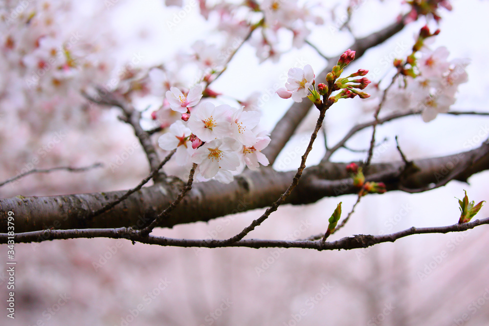 Pretty cherry blossoms with strong branches.