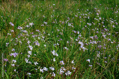 Une prairie avec des fleurs mauves