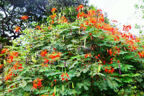 tropic flowering plant Caesalpinia pulcherrima on Hawaii photo
