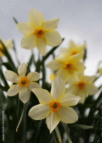 Growing narcissus in a garden. © Ludmila Smite