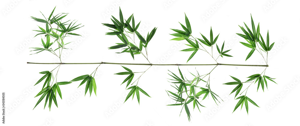Bamboo leaf isolated on white background, Bamboo leaf texture as background or wallpaper, Chinese bamboo leaf, Bamboo leaf isolated on white background, Bamboo leaf texture as background or wallpaper, Chinese bamboo leaf,