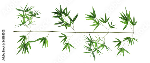 Bamboo leaf isolated on white background, Bamboo leaf texture as background or wallpaper, Chinese bamboo leaf,