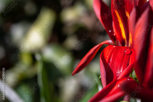 red flower with water drop