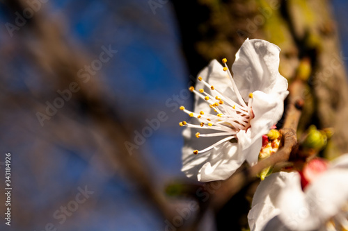 white flower close up