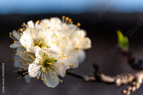 white spring flower 