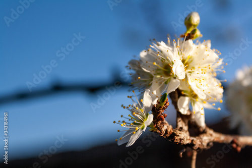 white flower with blue sky, yellow points