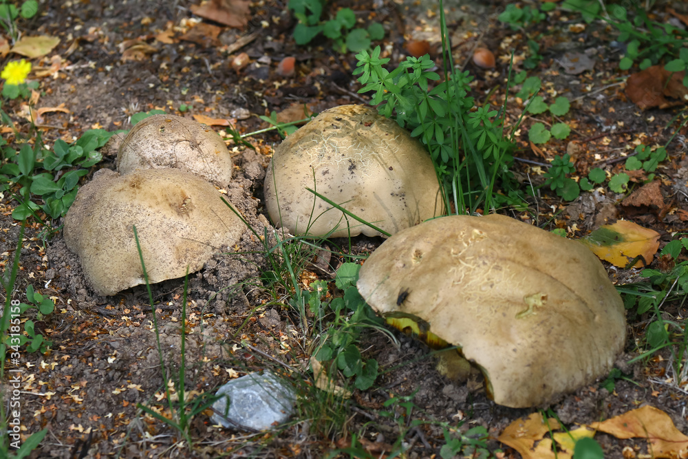 Pilz Parasitischer Röhrling, Xerocomus parasiticus Pilz Parasitischer Röhrling, Xerocomus parasiticus