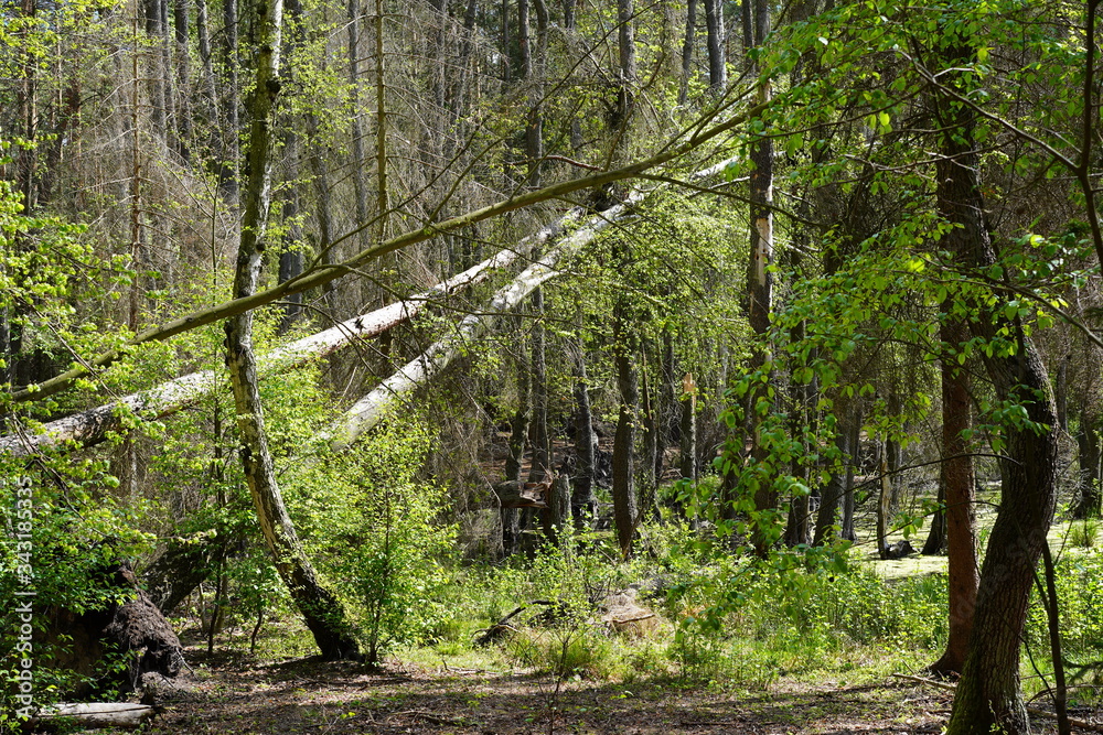 Obraz premium Wildnis in Berlin