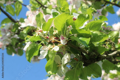 apple tree branch in blossom