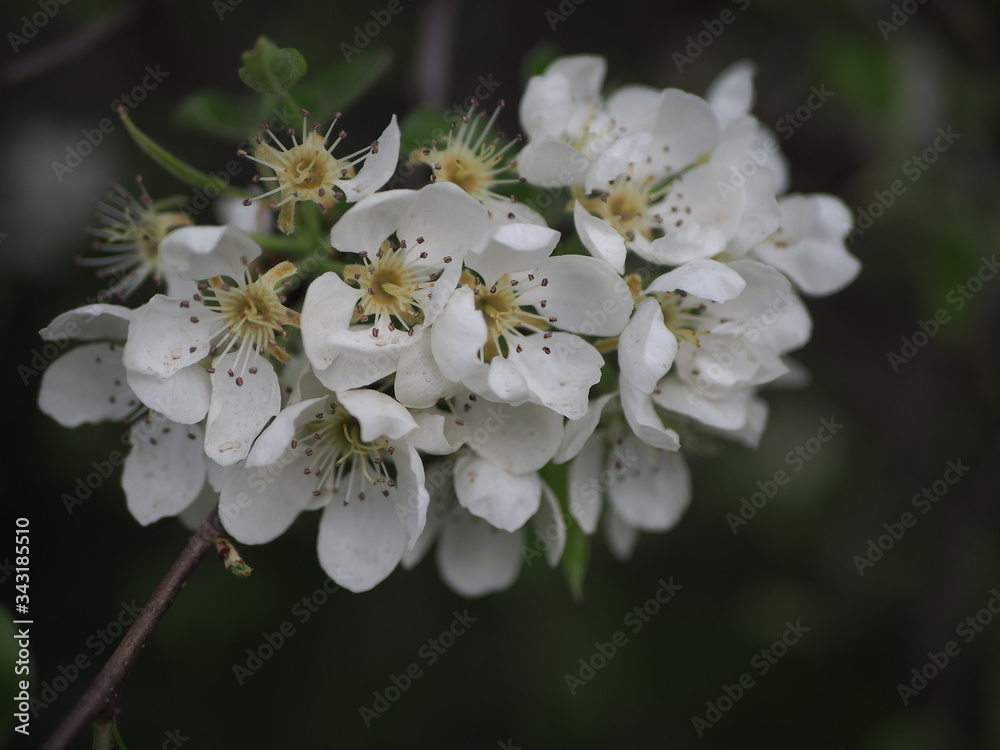 Apple tree flower, twig of apple tree with flowers Apple tree flower, twig of apple tree with flowers