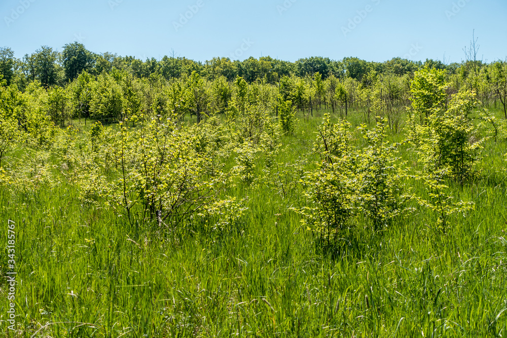 Baumschule zur Wiederaufforstung für den Wald Baumschule zur Wiederaufforstung für den Wald