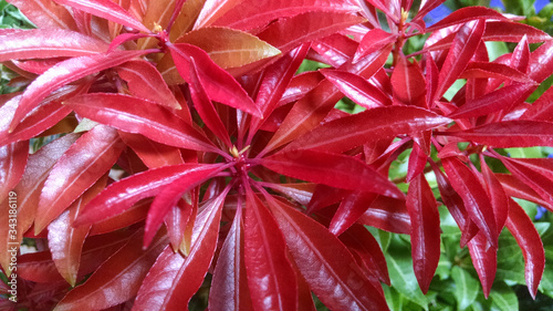 Fotografie Pieris japonica 'Mountain Fire'