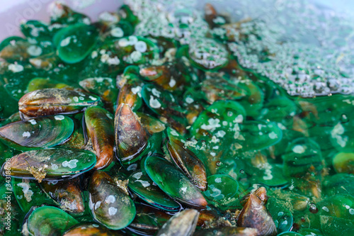 Fresh gteen mussels at the market in Thailand