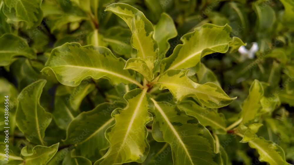 Fototapeta premium Pittosporum tenuifolium 'Golden King'