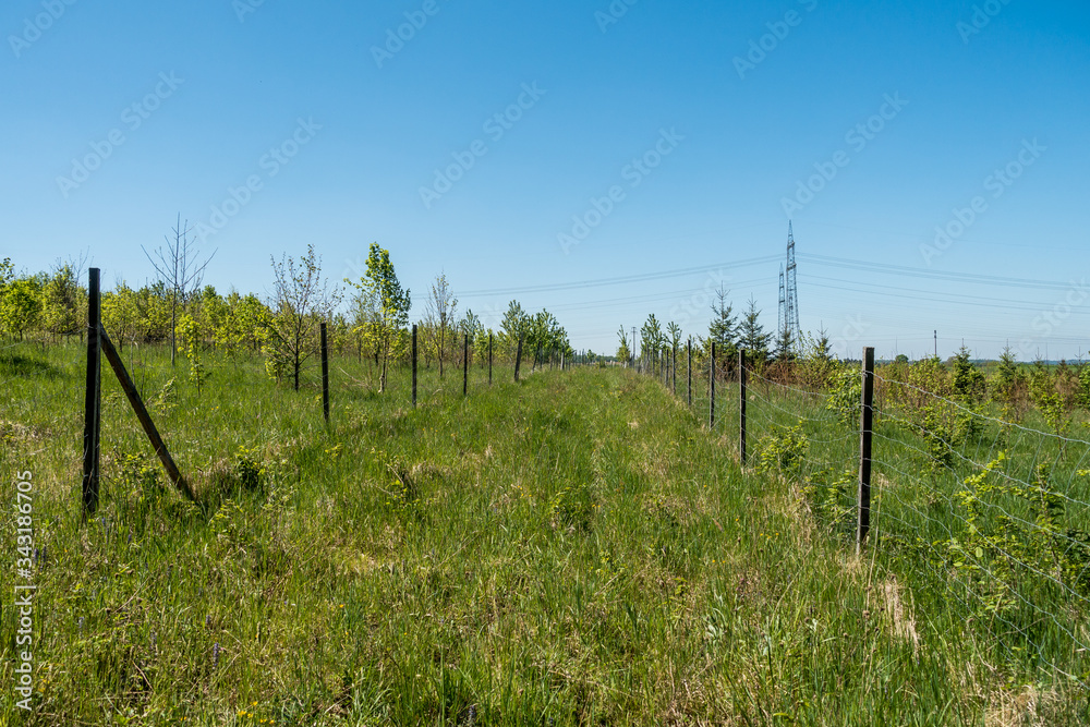 Obraz premium Baumschule zur Wiederaufforstung für den Wald
