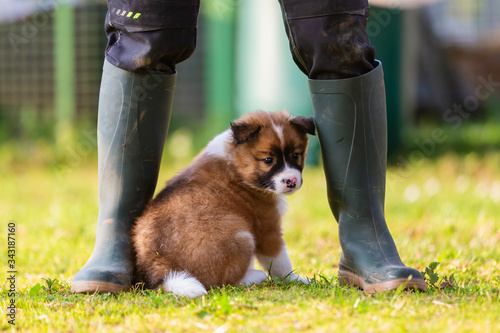 Fototapeta Naklejka Na Ścianę i Meble -  elo puppy between the legs of a person