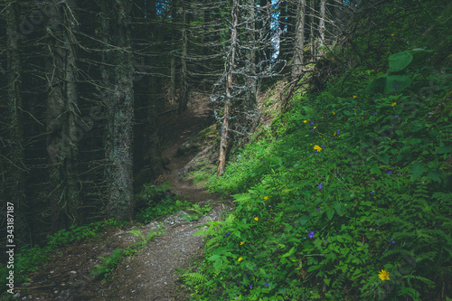 Path that crosses a dark coniferous forest on a marked mountain trail. Hoobies and leisure, hiking activity. photo