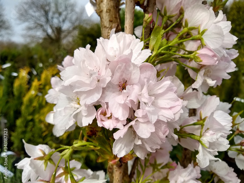 Tableau sur toile Prunus 'Amanogawa'