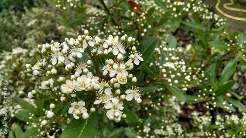 Pyracantha koidzumii 'Victory' photo