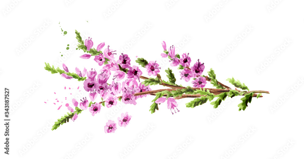 Heather flowers. Watercolor hand drawn illustration isolated on white background