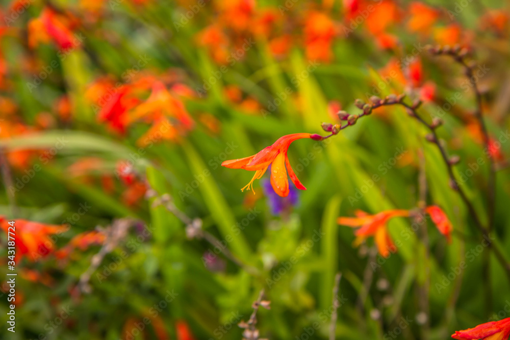 Aunt Eliza (Crocosmia paniculata) plant blooming in a garden Aunt Eliza (Crocosmia paniculata) plant blooming in a garden