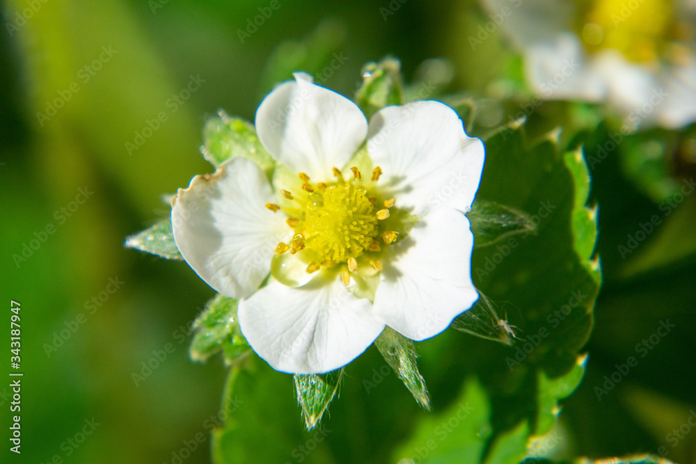 Strawberry flower isolated bokeh background