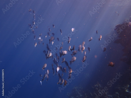group of fishes in sun light 