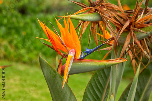 Bird of paradise flower in garden