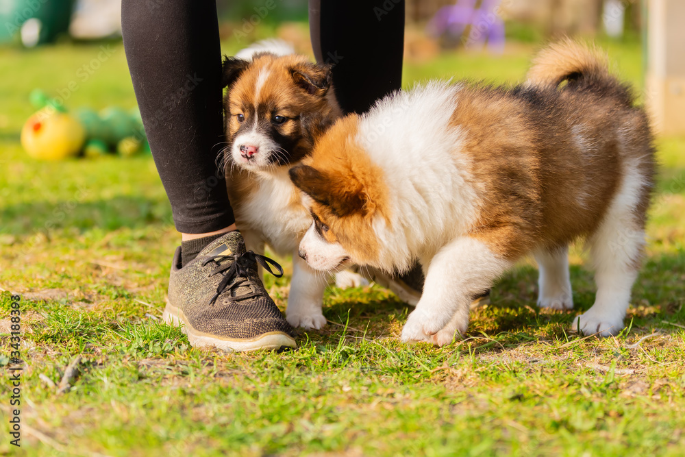 elo puppies playing around the feet of a woman elo puppies playing around the feet of a woman