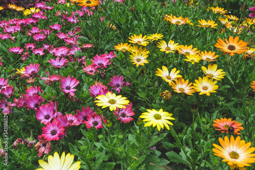 Pink and yellow flowers in the garden
