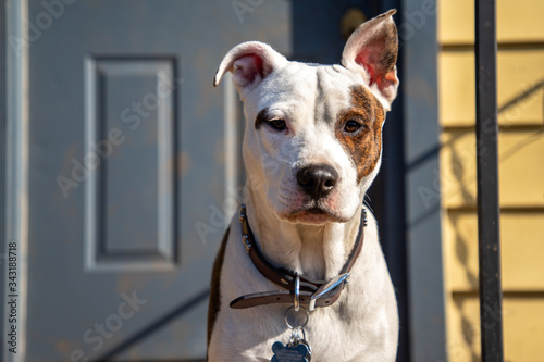 Dog Looking at Camera with one ear up