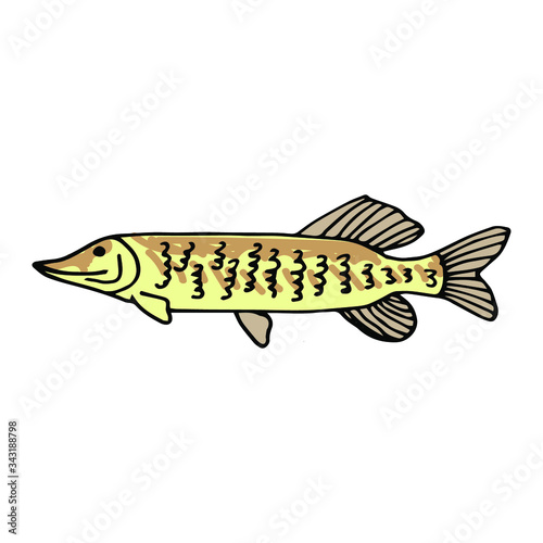 river fish, pike, doodle, vector illustration