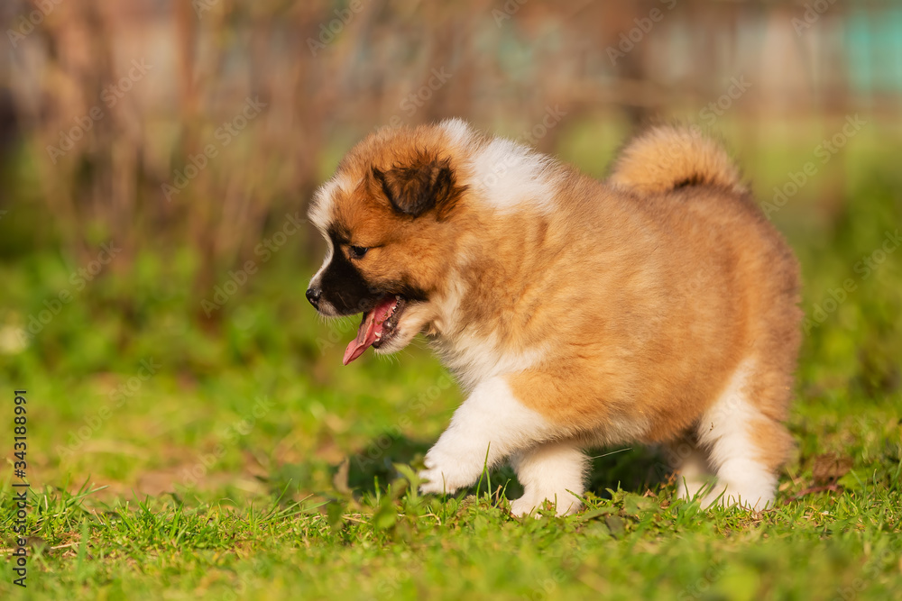 cute elo puppy walks on a lawn