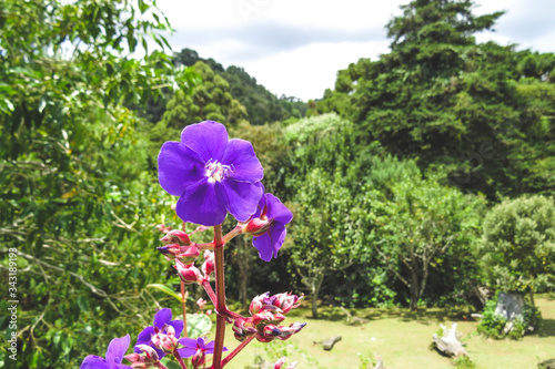 Purple flowers in the garden