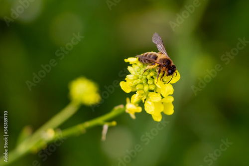 Bee collecting pollen in nature
