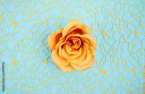 rose on yellow net and blue background