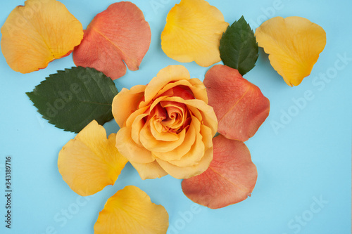 yellow rose with petals on blue background